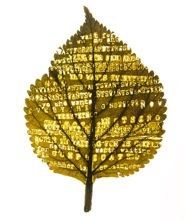 “witness,” by Kai Lossgott. He typed and engraved text on leaves collected in Cape Town and Johannesburg.