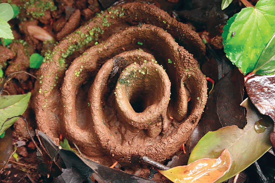 Photo: Himanshu Nerurkar 