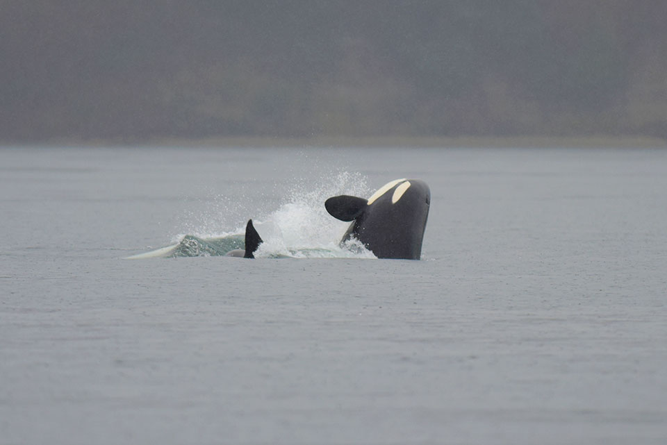 Orca diving out of the water