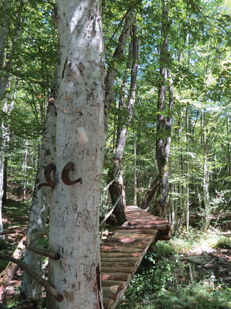 A wooden stairway winds through a dense forest