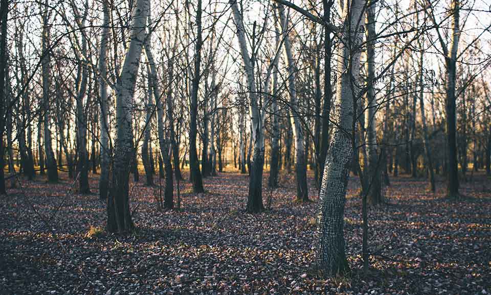 A forest, its floor littered with dead leaves