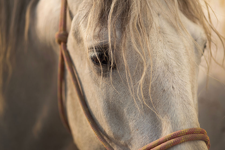 A close up of a white horse's head
