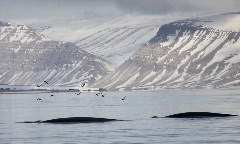 Two dark masses rise from the waters off of a glacier