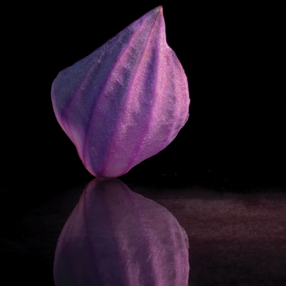 A purple flower against a black background, sitting on reflective surface so it appears there are two flowers