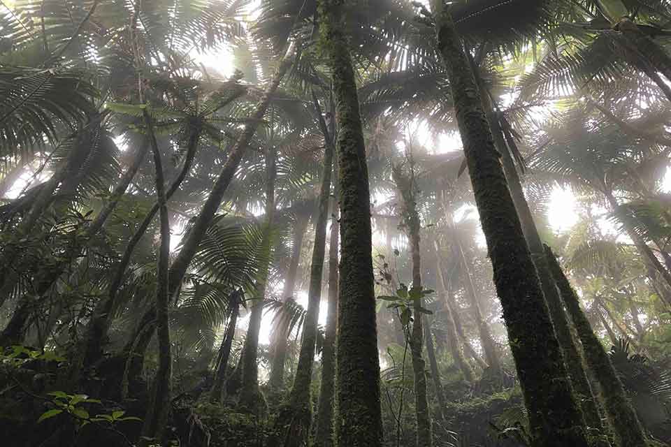 A photograph looking up from within a dense forest
