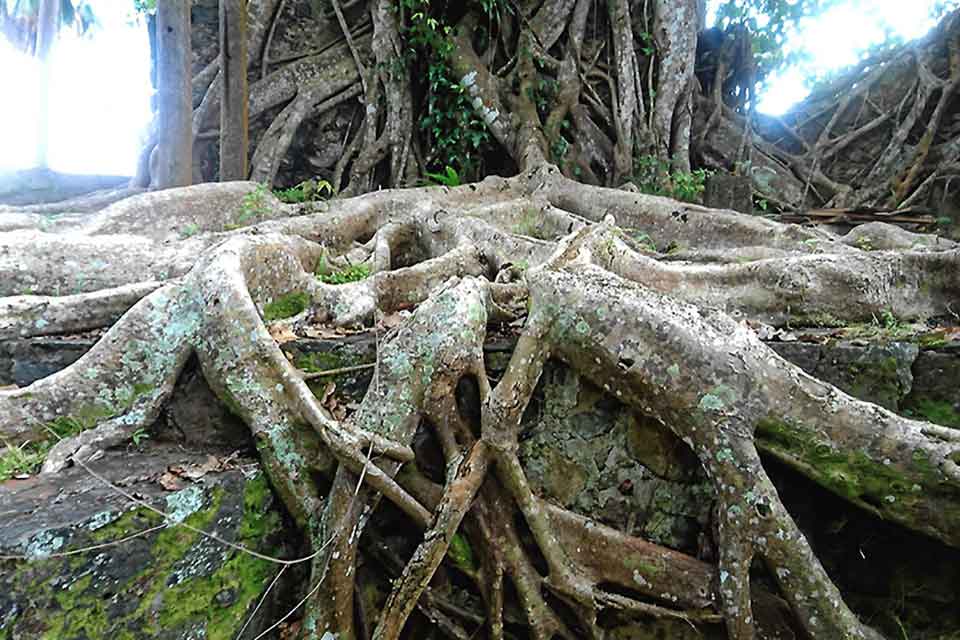 The root ball of an old tree growing over a rock ledge