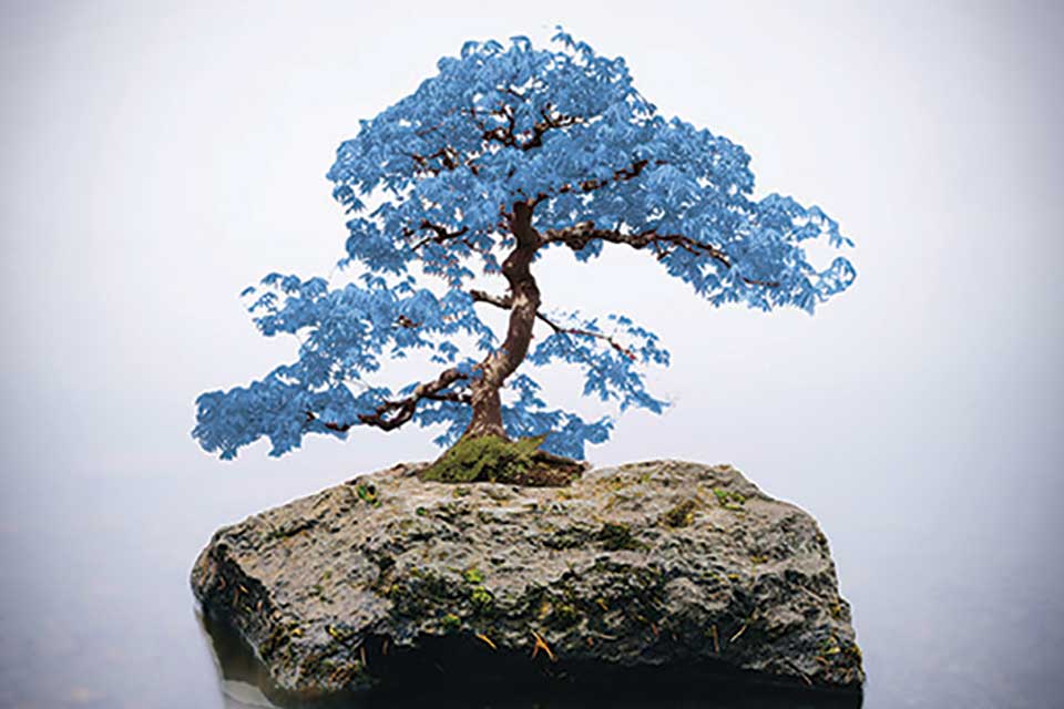 A photograph of a blue bonsai on a rock emerging from the water and surrounded by fog