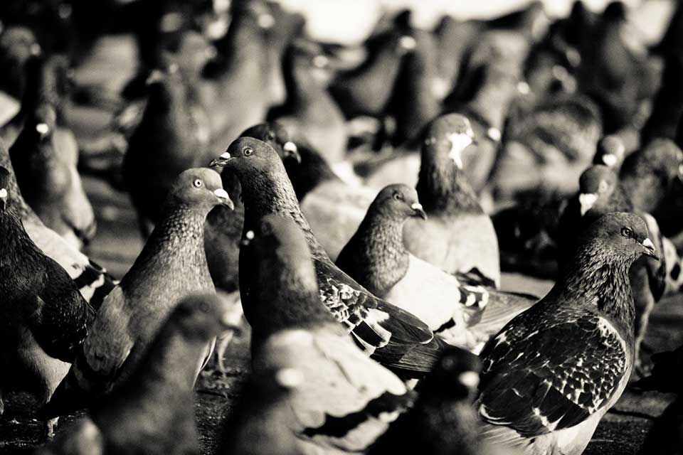 A black and white photographs of pigeons flocking on the ground