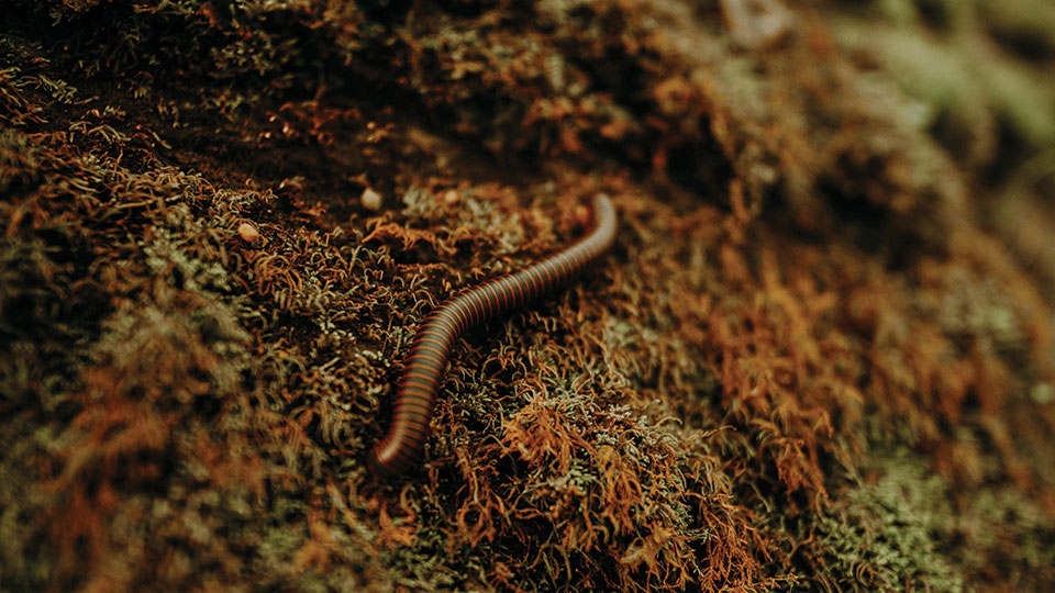 A worm crawls on a ground covered with fungi