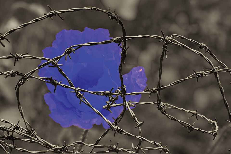 A blue flower entwined in a coil of barbed wire