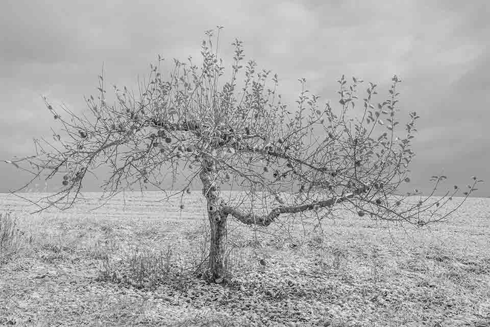 A pencil illustration of a bare tree