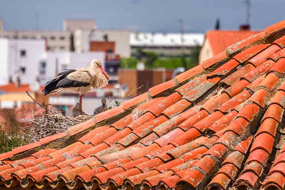 A crane builds a nest into a roof