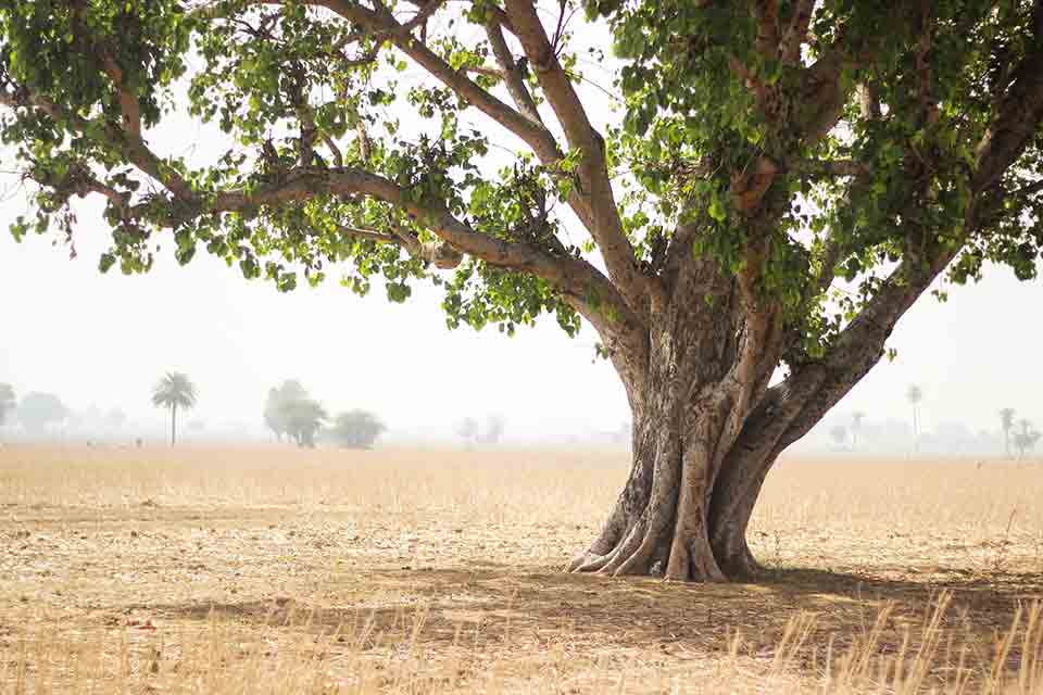 A pipal tree stands on barren scrubland in the harsh sun