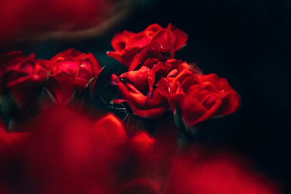 A close up photo of roses