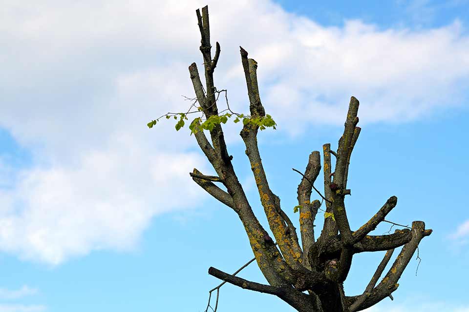 A tree with most of its limbs chopped against the powder blue sky