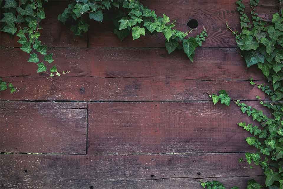 A weathered wood fence with ivy growing across it