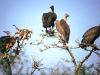 A clutch of vultures perch atop a barren tree in the sun