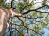 Looking up into a tree canopy under a blue sky