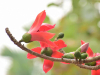 A red flower perches on the end of a slim tree branch