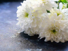 White chrysanthemums on a damp stone surface