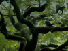 Looking up into a green canopy, laced with serpentine and curved branches.