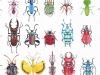 Illustrations of different kinds of insects, like from a text book