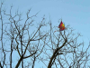 A brightly colored cloth caught in the high branches of a tree against a blue sky