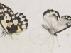 Delicate illustrations of butterflies