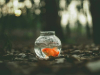 A goldfish swimming in a bowl which is in a forest