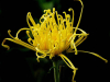 Jack Wolf, “Yellow spider mum,” 2009