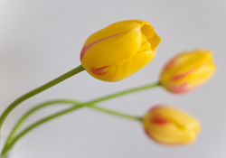 Yellow Tulips