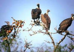 A clutch of vultures perch atop a barren tree in the sun