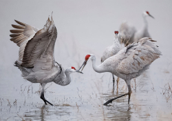 A photograph of two white sandhill cranes fishing in a lake