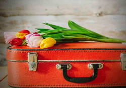 Cut flowers on a red suitcase