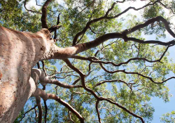 Looking up into a tree canopy under a blue sky