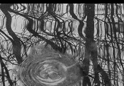 The cover to The Maybe-Bird by Jennifer Elise Foerster