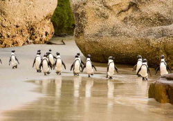 Penguins walking along a sandy beach