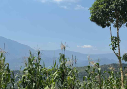 Maize overlooking a forested mountain landscape