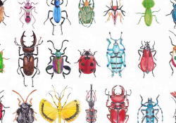 Illustrations of different kinds of insects, like from a text book