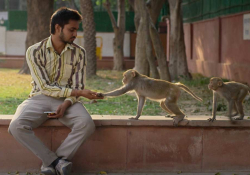 A man sits in an urban park. He has stretched out his hand to a monkey nearby. Another monkey watches then.