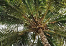Looking up a palm tree's heart 