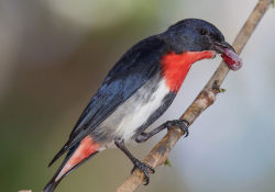 Geoff Whalan, “Mistletoe Bird (Diaceum hirundinaceum),” Fogg Dam Conservation Reserve, Middle Point, Northern Territory, Australia, November 8, 2015