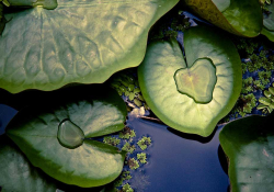 Water lilies floating on the surface of blue water