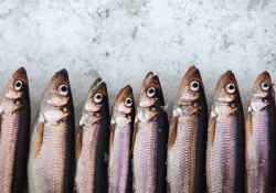 A photograph of a row of sardines laying mouth agape on a bed of ice