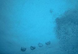 Bubbles darken the ocean as they rise to the surface