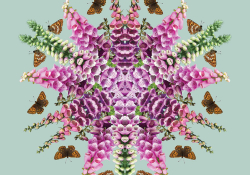Foxglove design